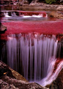 rio-cano-cristales-river-of-five-colours-columbia-6_large