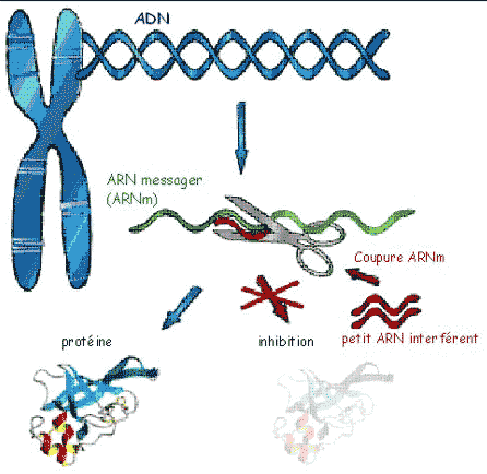 schema-ADN-ARN